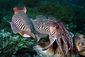 Cuttlefish